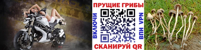 OMG зеркало  сколько стоит  Татарск  Галлюциногенные грибы MAGIC MUSHROOMS 